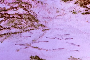N 058C